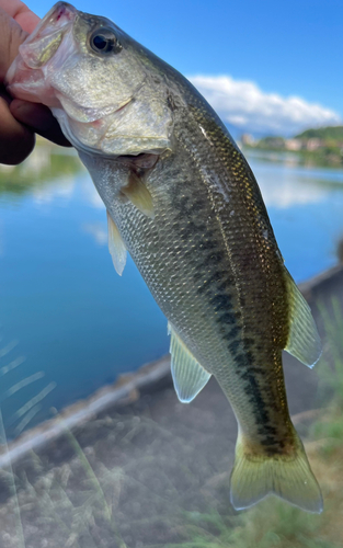 ラージマウスバスの釣果