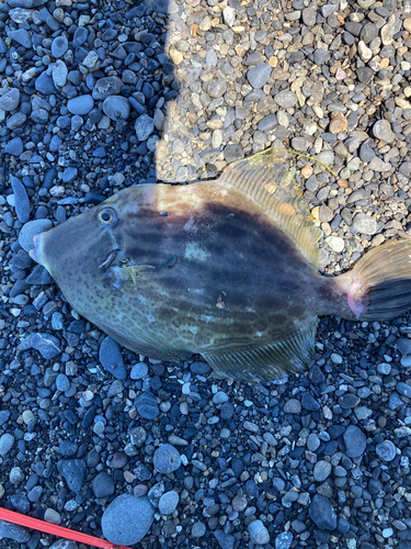 カワハギの釣果