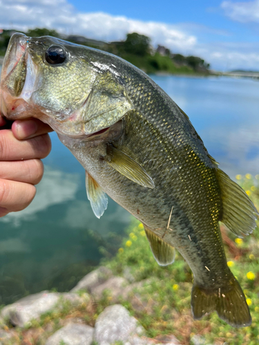 ラージマウスバスの釣果