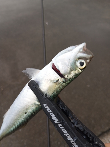 サバの釣果