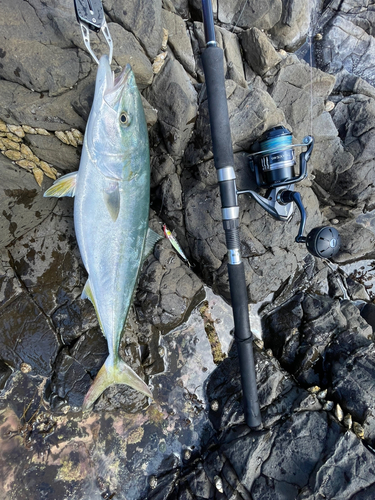 イナダの釣果