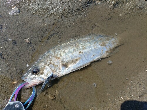 セイゴ（マルスズキ）の釣果