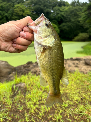 釣果