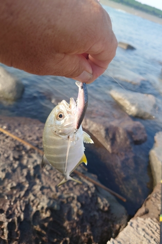 メッキの釣果