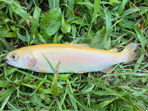 アルビノニジマスの釣果