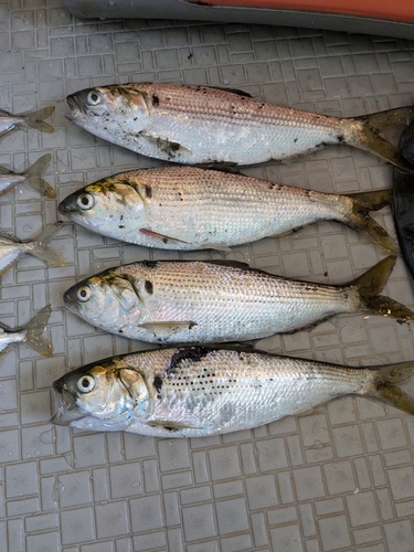 シタビラメの釣果