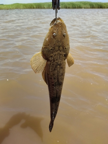 ウナギの釣果