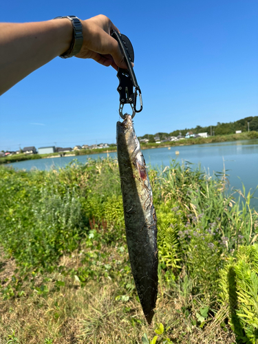 ナマズの釣果