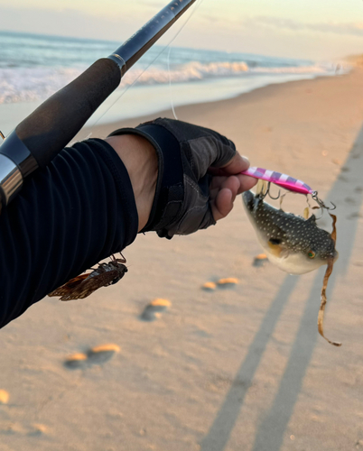 フグの釣果