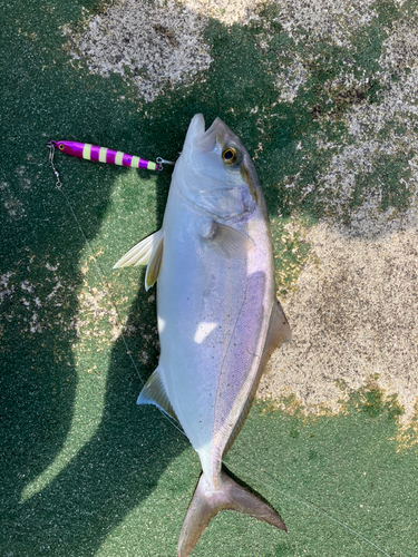 カンパチの釣果