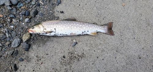 アメマスの釣果