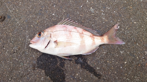 チャリコの釣果