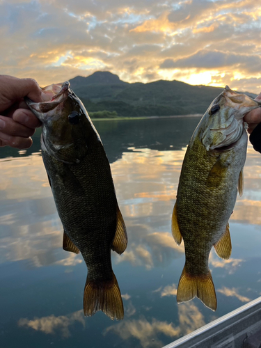 スモールマウスバスの釣果