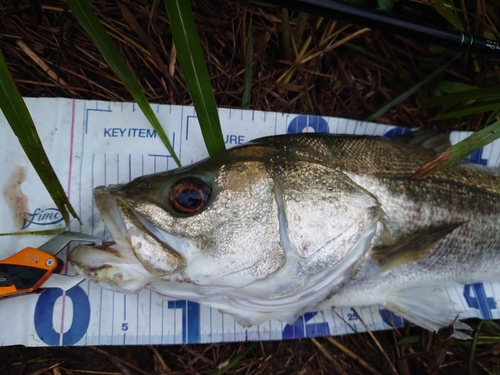 シーバスの釣果