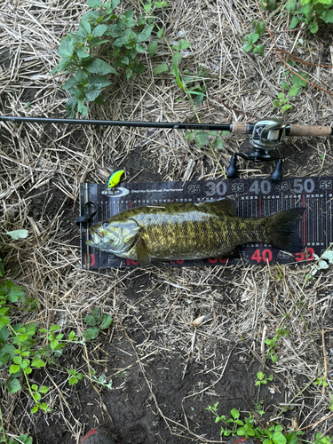 スモールマウスバスの釣果