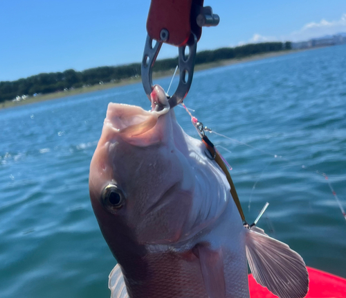 シロアマダイの釣果