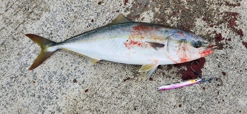 イナダの釣果