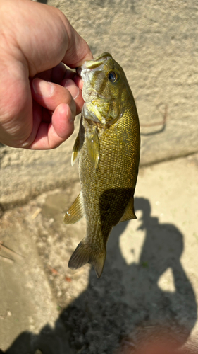 スモールマウスバスの釣果