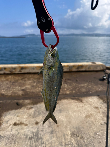 シイラの釣果