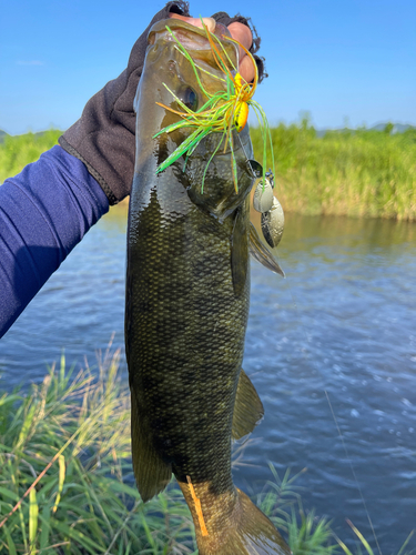 スモールマウスバスの釣果