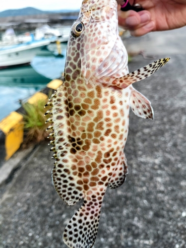 オオモンハタの釣果