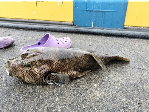 モヨウフグの釣果