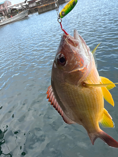 オキフエダイの釣果