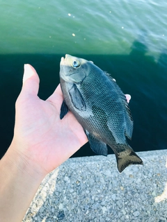 クチブトグレの釣果