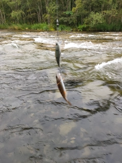 ヤマメの釣果