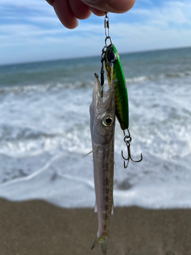 カマスの釣果