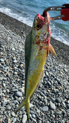 シイラの釣果