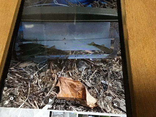 タカハヤの釣果