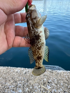 ツムギハゼの釣果