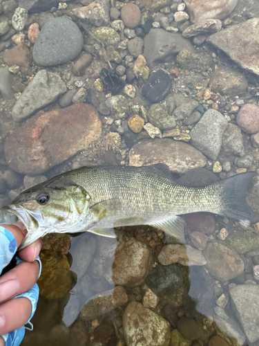 スモールマウスバスの釣果