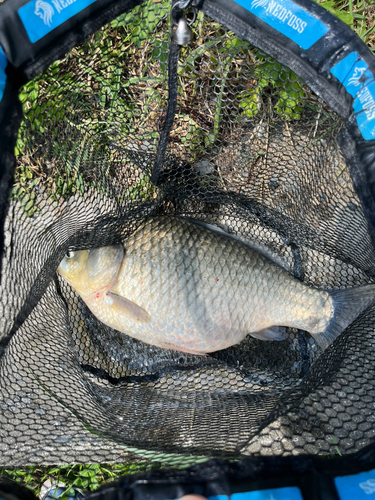 フナの釣果