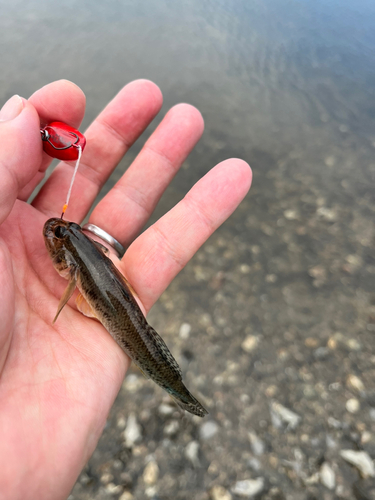 マハゼの釣果