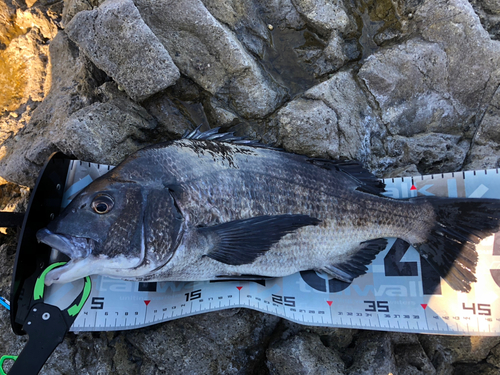 クロダイの釣果