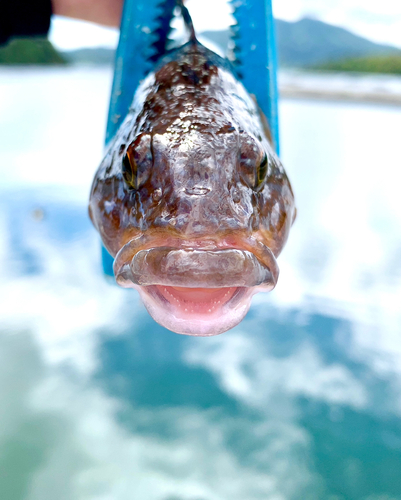 アイナメの釣果