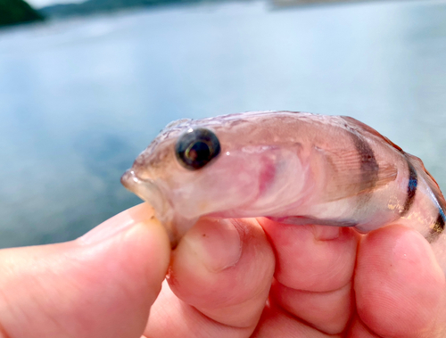 リュウグウハゼの釣果