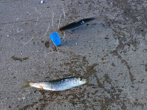 マイワシの釣果