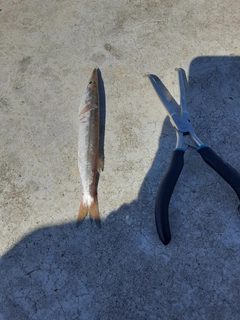 アカカマスの釣果