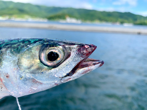 サバの釣果