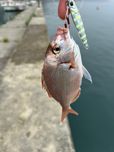 釣果