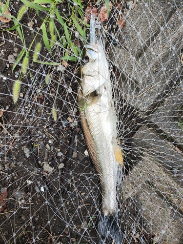 フッコ（マルスズキ）の釣果