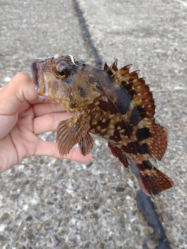 カサゴの釣果