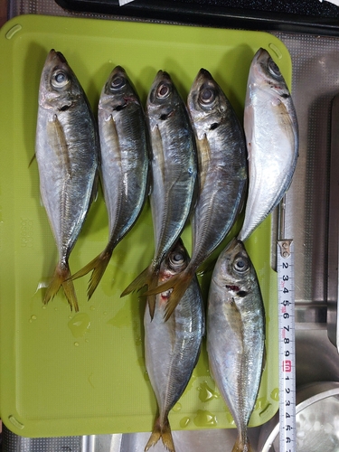 アジの釣果