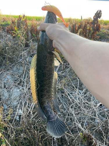 ライギョの釣果