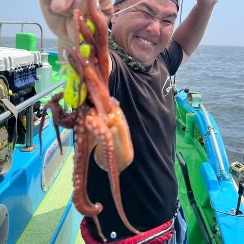 マダコの釣果