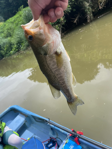 ラージマウスバスの釣果