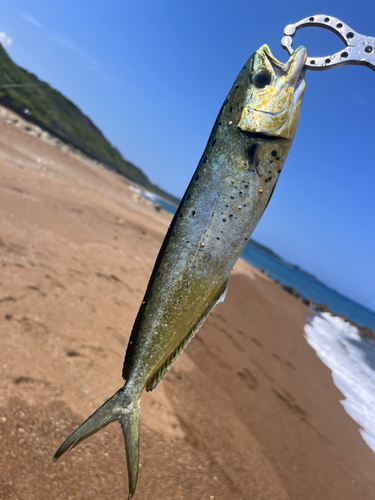 シイラの釣果